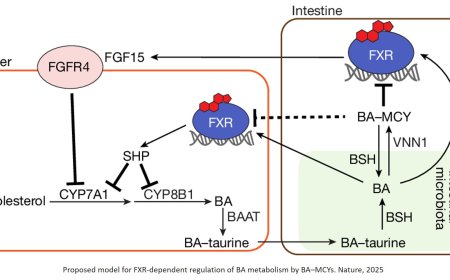 Microbial regulation of bile acid signalling