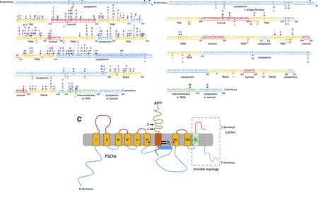 Molecular genetics of early-onset Alzheimer’s disease revisited