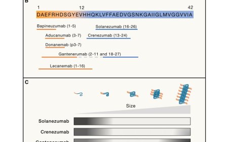 Alzheimer’s therapeutics