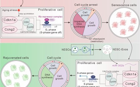 Reversing the arrest of senescent cells to overcome aging
