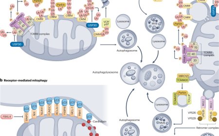 Targeting mitophagy in neurodegenerative diseases