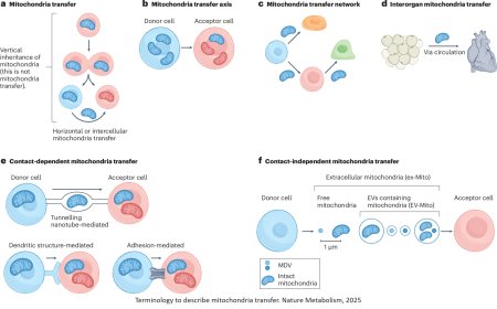 Mitochondria transfer and transplantation nomenclature and characterization