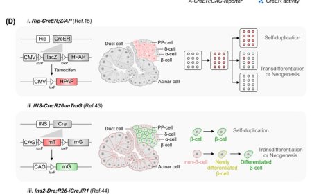 Lineage tracing of pancreatic cells