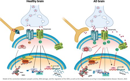 Neuronal aging and degeneration from DNA damage