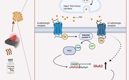 How stress-enhances fear memory?