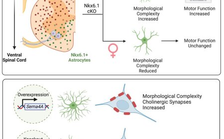 Sex-specific astrocyte regulation of spinal motor circuits by Nkx6.1