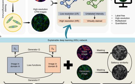 AI transforms label-free photoacoustic microscopy into confocal microscopy