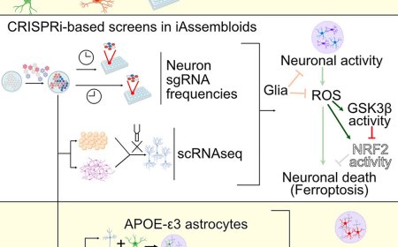 Neuron-glia interactions using iAssembloids