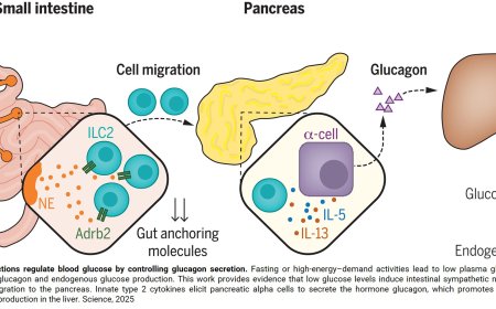 Neuro-immune-hormone interactions to control blood sugar levels