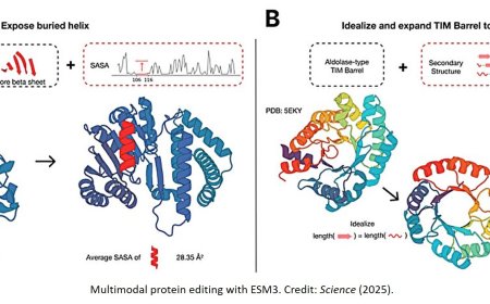 New fluorescent protein using a new AI model