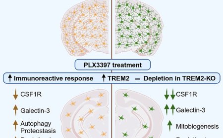Microglia functions differently in males versus females