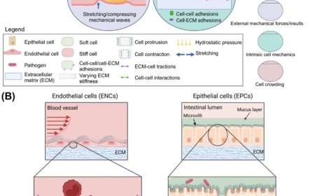 Computational modeling for mechanobiology