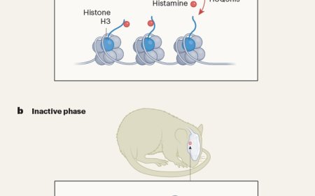 Bidirectional histone monoaminylation dynamics regulate neural rhythmicity