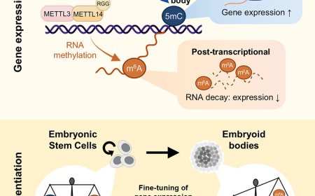 Epigenetics and epitranscriptomics combine to regulate gene expression