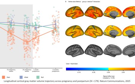 Grey matter (94%) in the brains of mothers undergoes changes during pregnancy