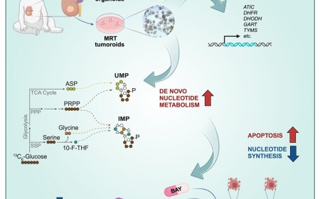 Metabolic vulnerability in malignant rhabdoid tumors identified!