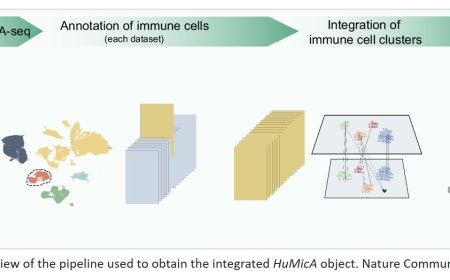 The role of microglia in neurodegenerative diseases