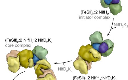 Protein protects biological nitrogen fixation from oxidative stress