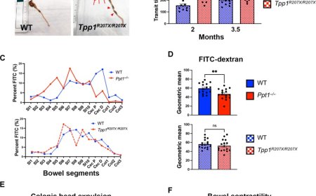 Gene therapy for childhood Batten disease slows symptoms, extend lifespan