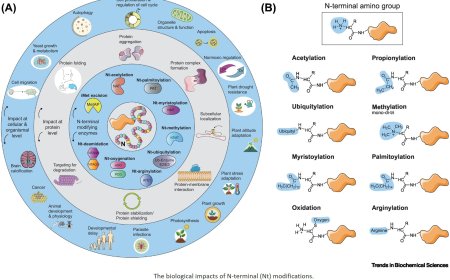 Protein N-terminal modifications