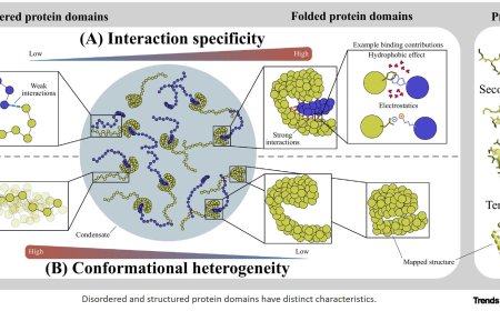 Structured protein domains are modulators of biomolecular condensate form and function