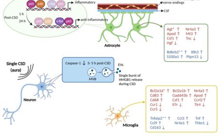 Pro and anti-inflammatory signaling in headache!