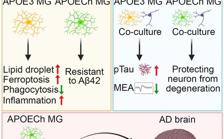 How microglial APOE3 Christchurch protects neurons in Alzheimer’s disease