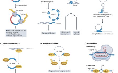 Circular RNAs in therapeutics!