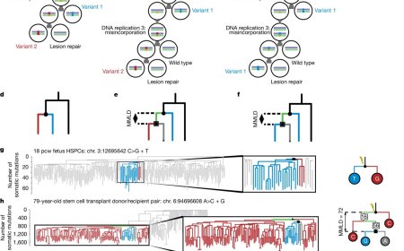 DNA damage can last unrepaired for years