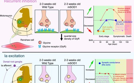 Multiphasic homeostatic compensations in ALS