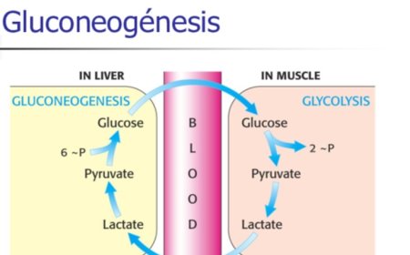 Gluconeogenesis
