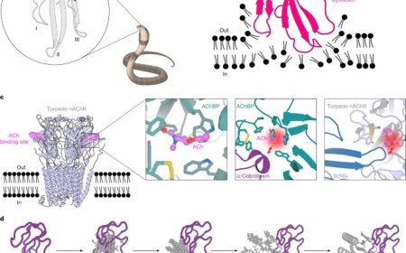 AI-designed proteins neutralize snake venom