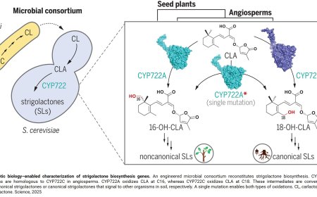 Bacteria used to amplify plant hormones