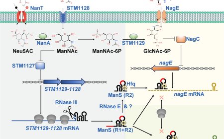 Bacterial small RNA promotes gut colonization by regulating sialic acid metabolism