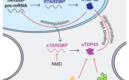 Mechanisms to regulate soluble TDP43