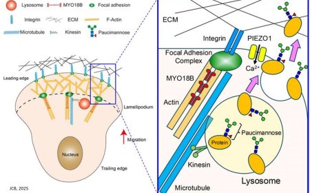 Link between lysosomal activities and focal adhesions