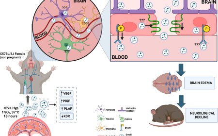 Mechanism of Blood-Brain Barrier disruption by Extracellular Vesicles in Preeclampsia