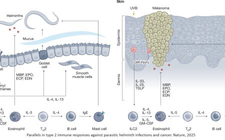 Type 2 immunity in cancer