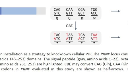 Gene editing extends lifespan in mouse model of prion disease