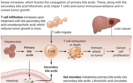 Bile acids exacerbate liver cancer!
