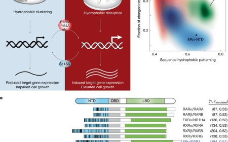 The sequence–structure–function relationship of intrinsic ERα disorder