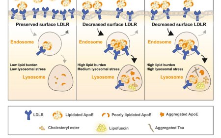 Decreased lipidated ApoE-receptor interactions confer protection against pathogenicity of ApoE