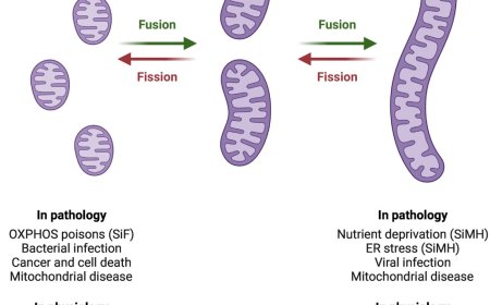 Is mitochondrial morphology important for cellular physiology?