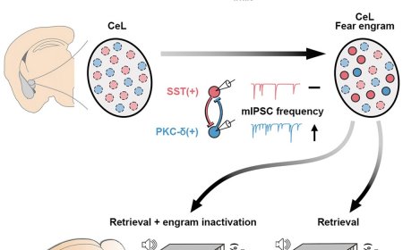 Inhibitory fear memory engram in the mouse central lateral amygdala