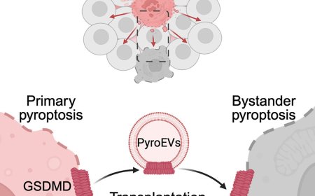 Mechanism of disease-associated bystander cell death in sepsis infection