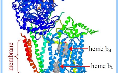 Oxidative Phosphorylation