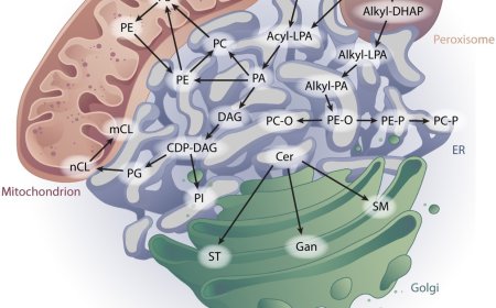 Interorganelle phospholipid communication