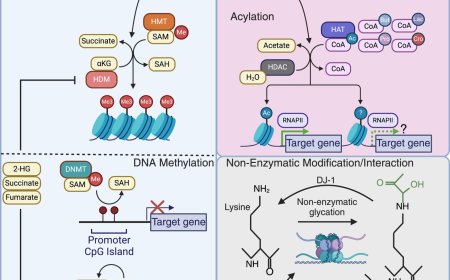 Crosstalk between the metabolome and the epigenome