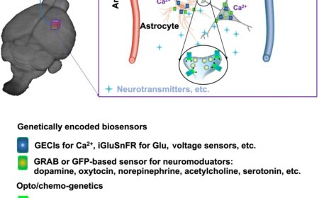 fMRI evaluation of neuro-glio-vascular signaling
