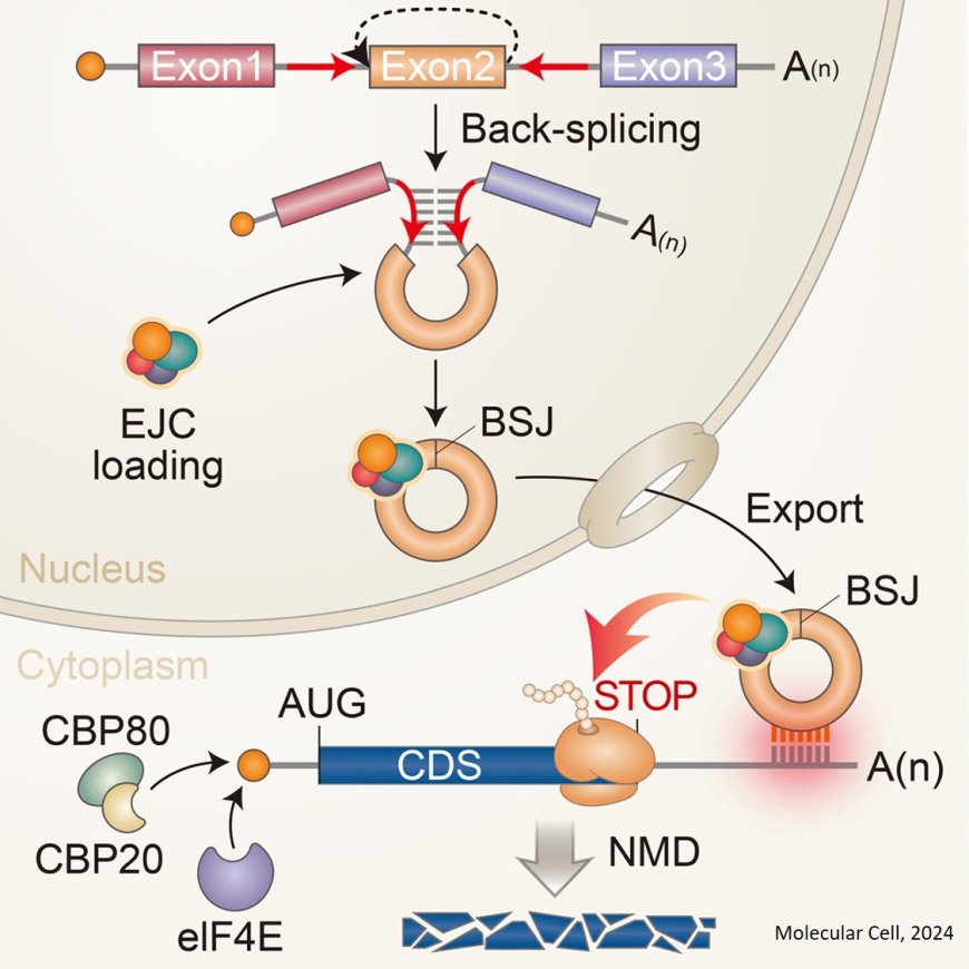 Circular RNAs trigger nonsense-mediated mRNA decay